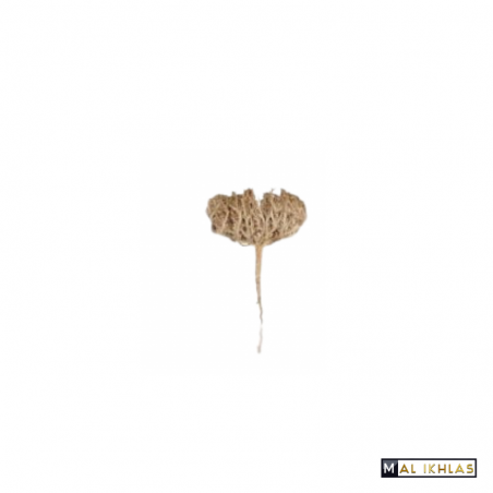 ROSE DE JERICHO